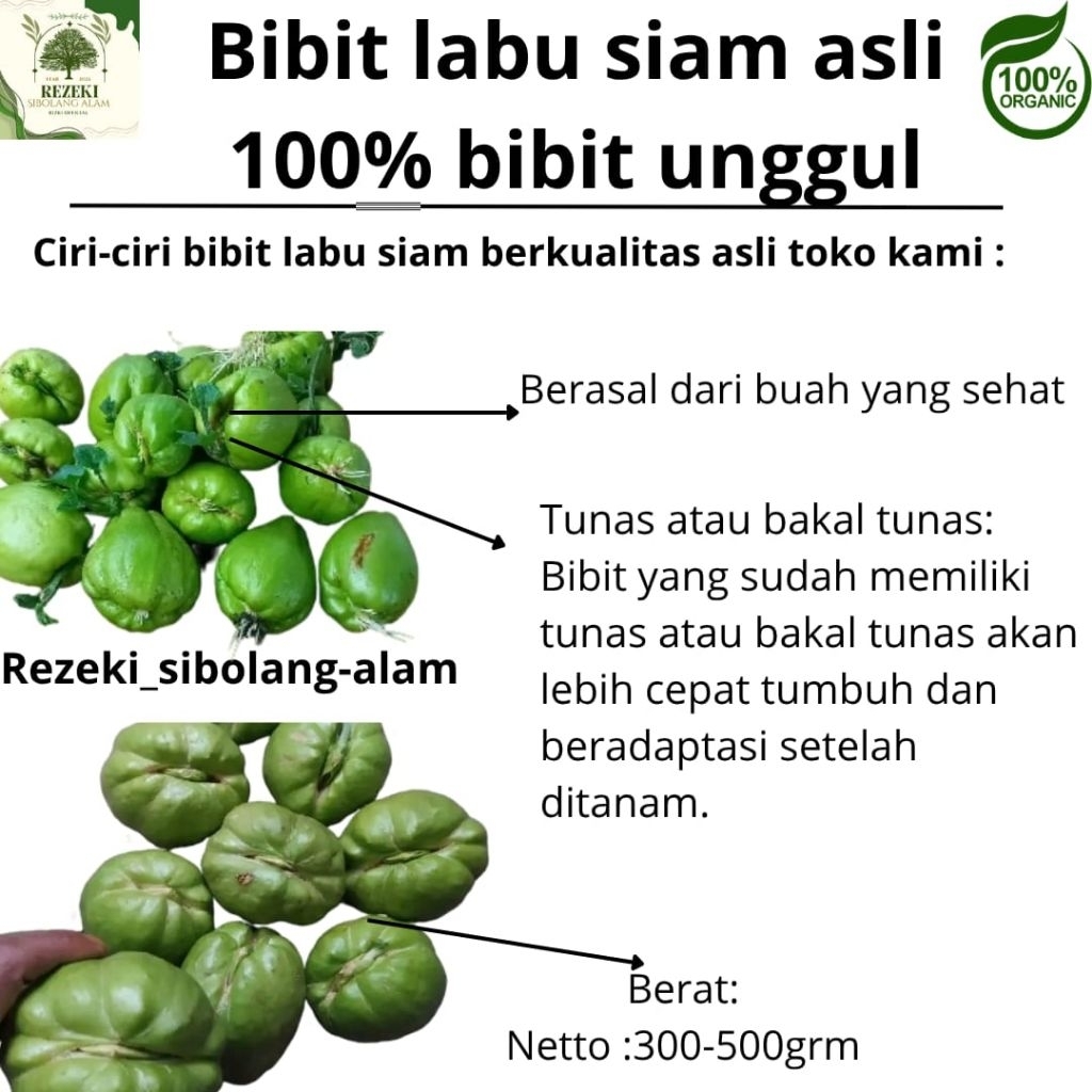 

bibit labu siam siap tanam / 1 PCS