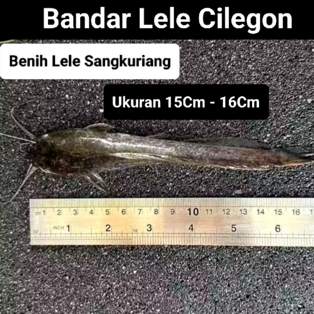 bibit lele / bibit lele ukuran 15-16cm / bibit lele sangkuriang / bibit lele berkualitas / bibit lel