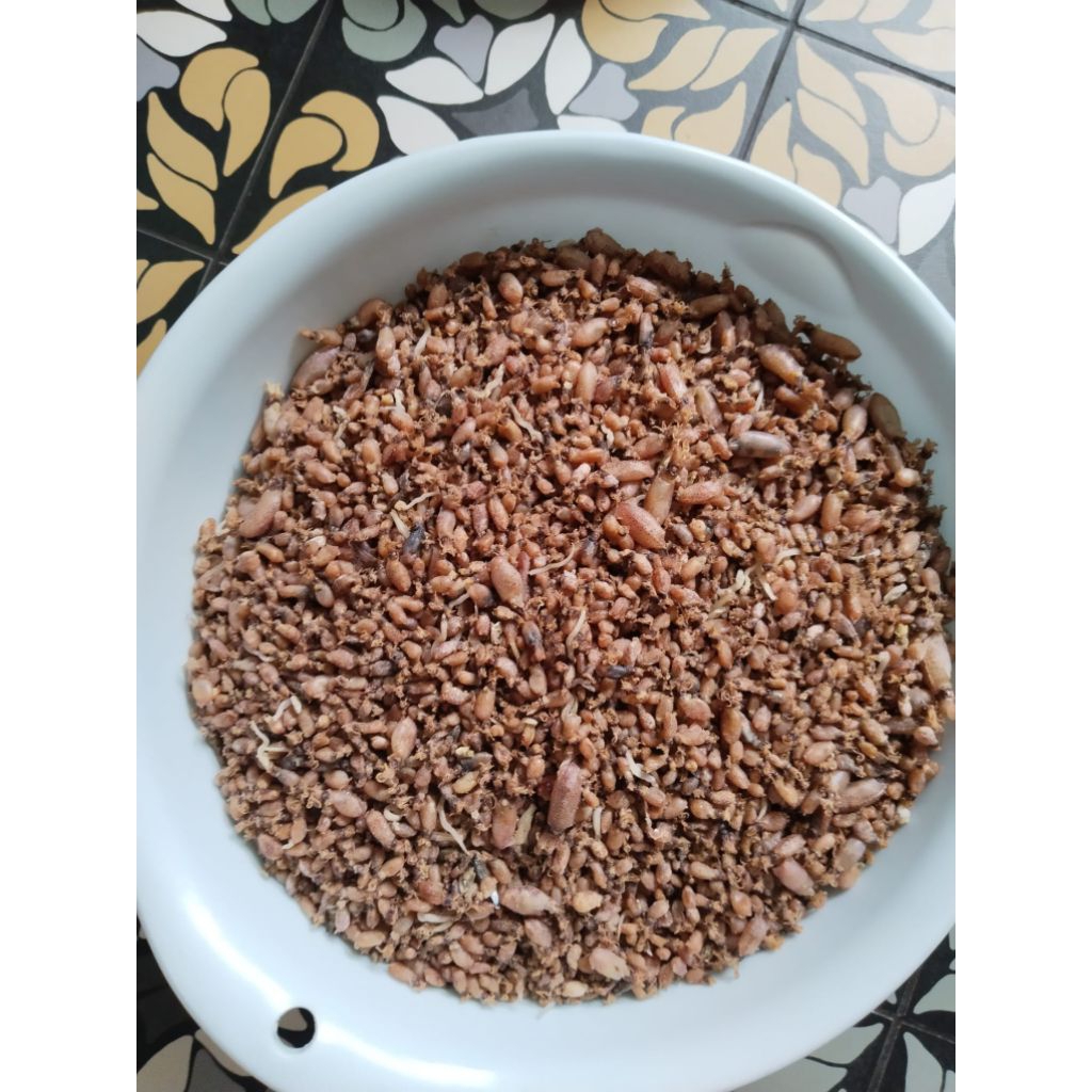 

baby cumi ukuran 0,5-2cm