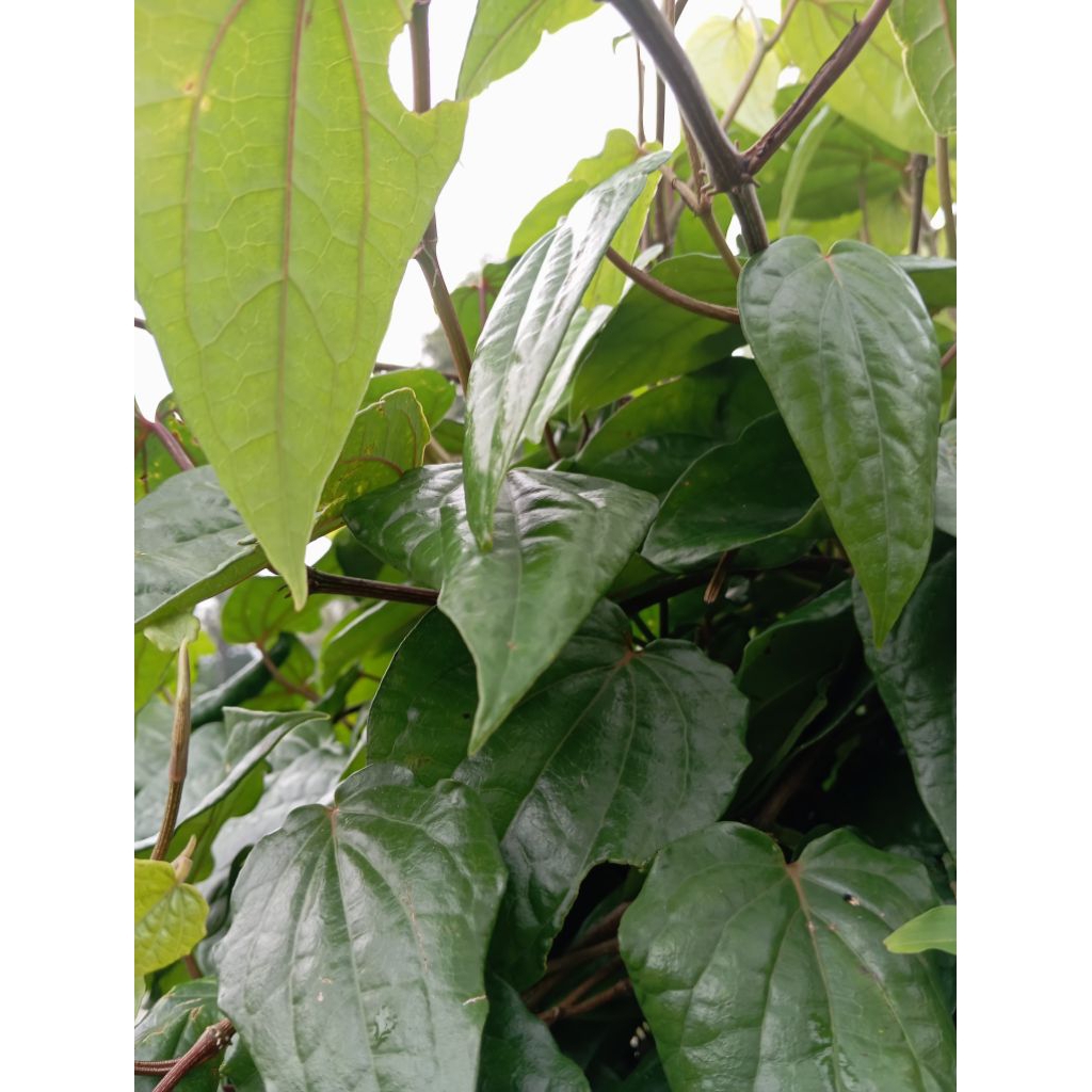 

Daun sirih/sereh asli segar 1 kg