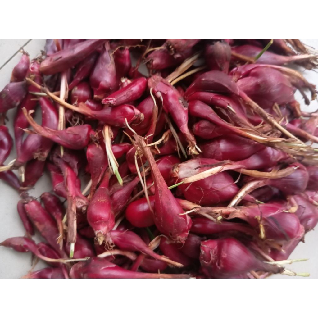 

Bawang Dayak segar tanpa akar/daun sudah bersih 1kg