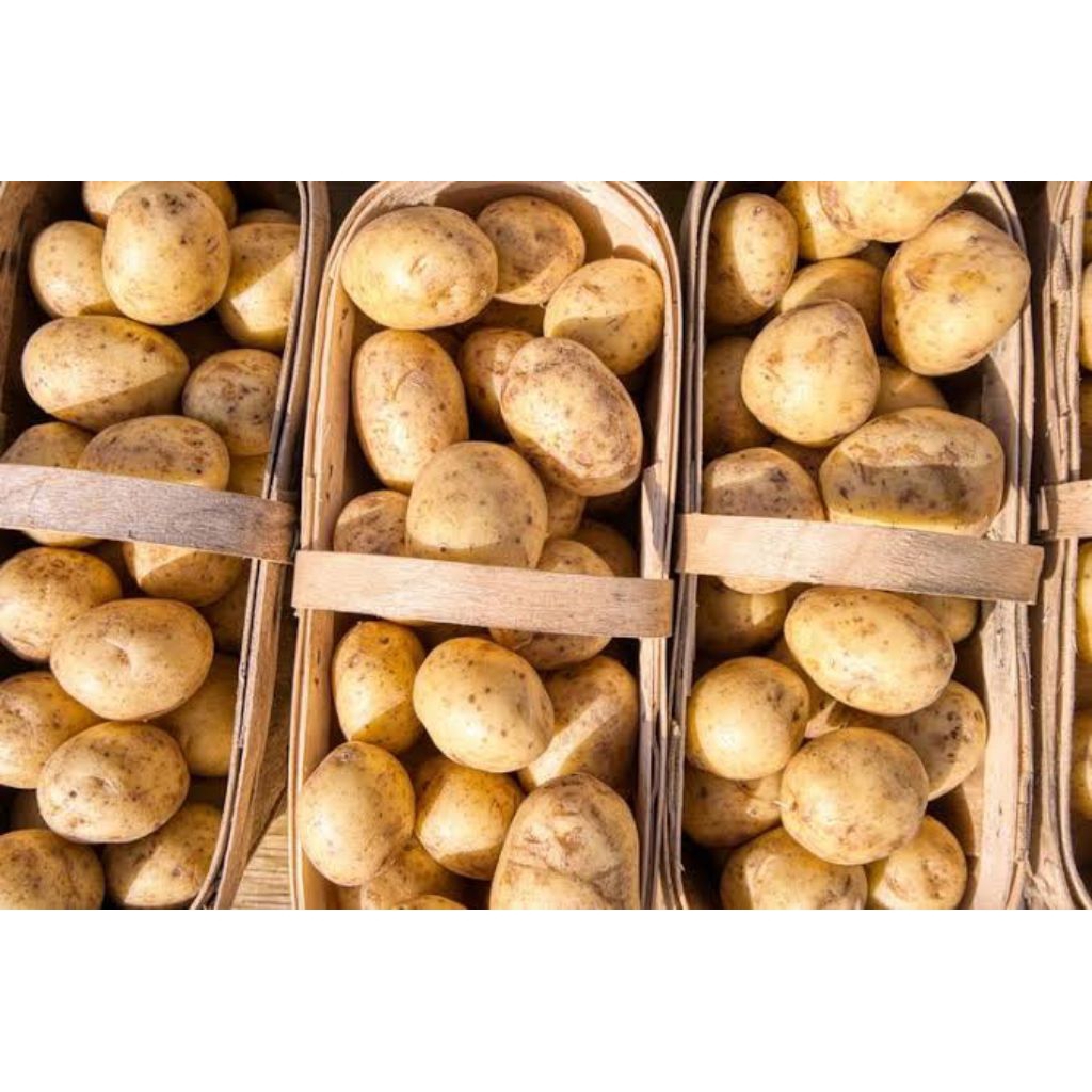 

Kentang Kuning Brastagi (Sayuran Segar)