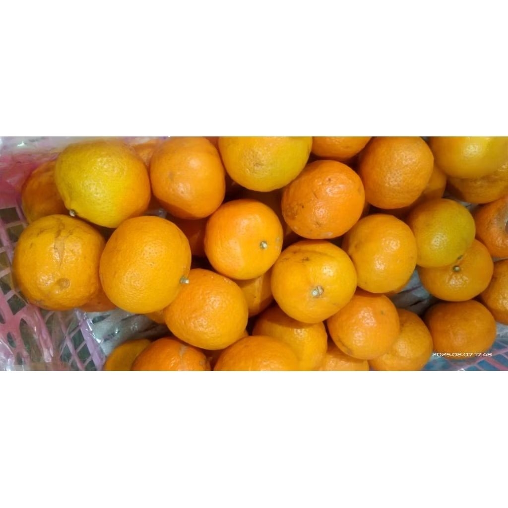 

buah jeruk Mandarin wogam 1kg