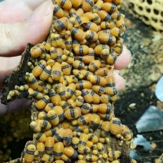 Cubaris Sp Amber Ducky