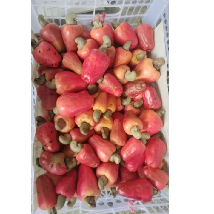 

Jambu Mede/Jambu monyet 1krat 5kg