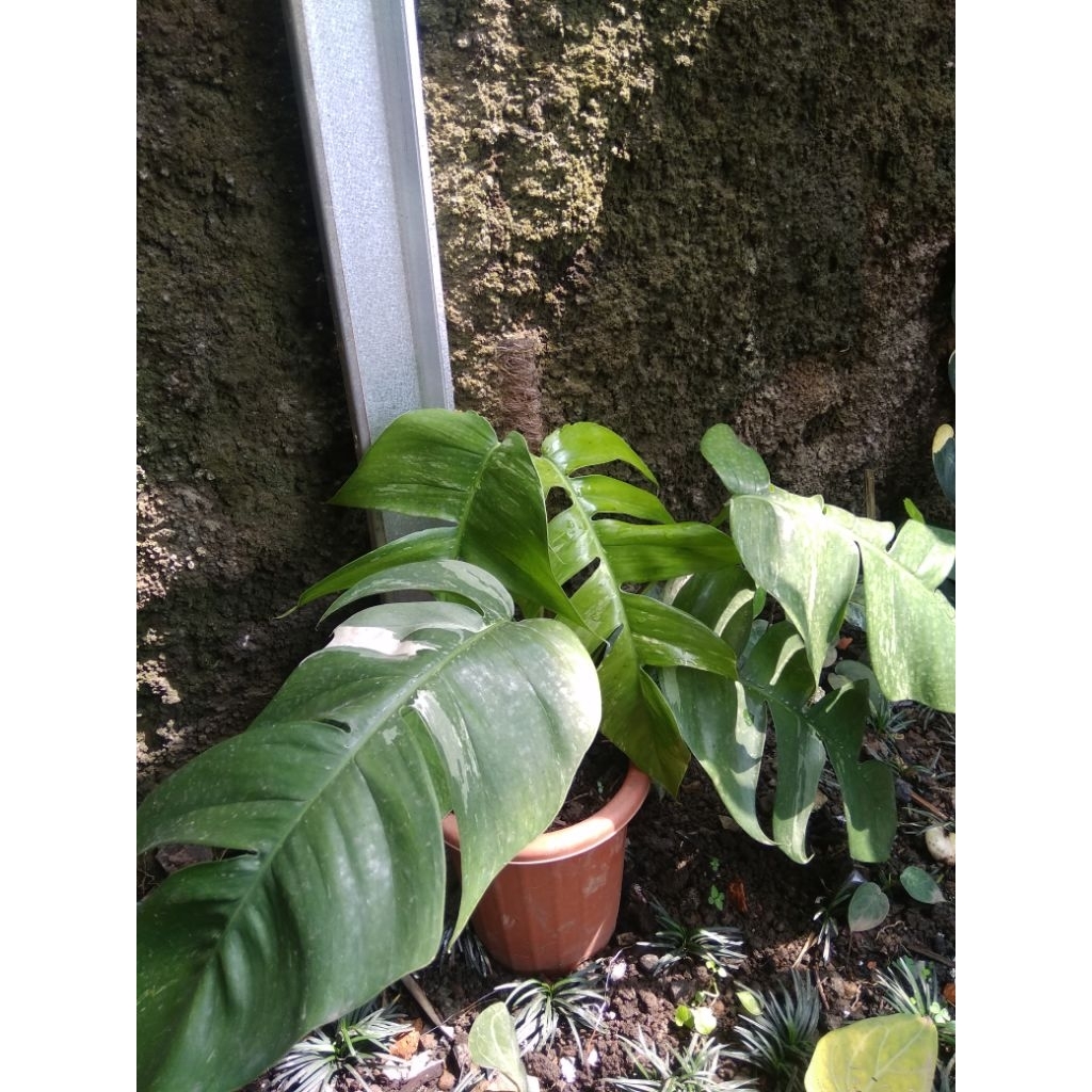 epipremnum pinatum varigata