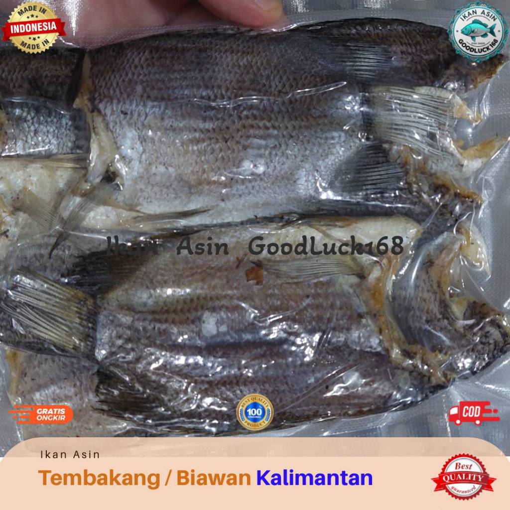 

Ikan Asin Tembakang / Biawan Size Jumbo Asli Kalimantan Kualitas Premium