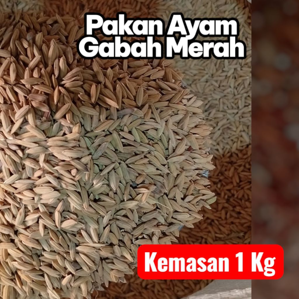 Gabah Merah | Pakan Ayam Bangkok | Kemasan 1 Kg