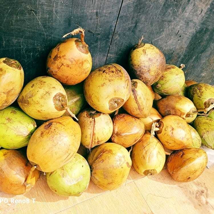 

kelapa muda 1 butir segar dan di jamin manis