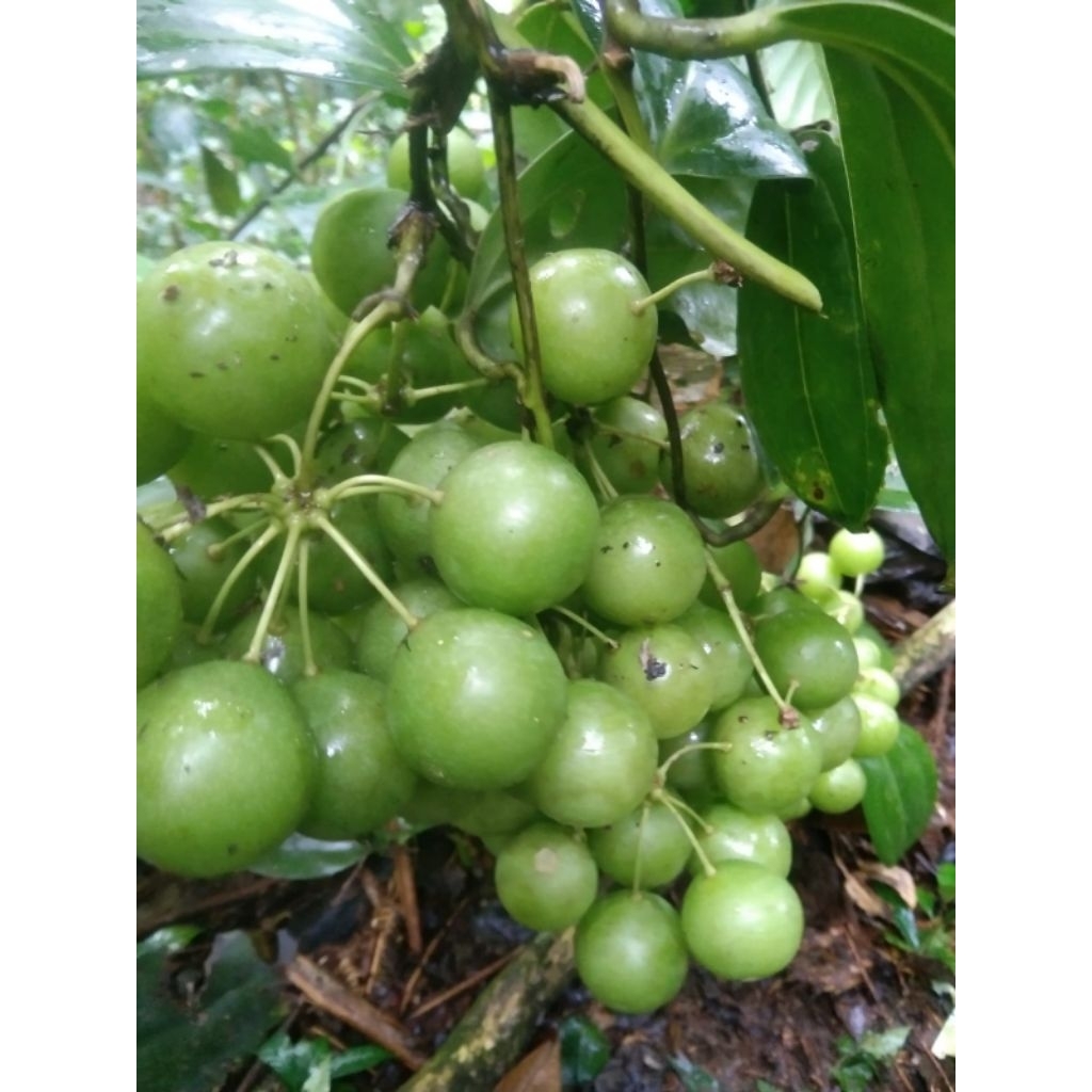

Buah canar/anggur hutan segar bahan manisan 1 kg