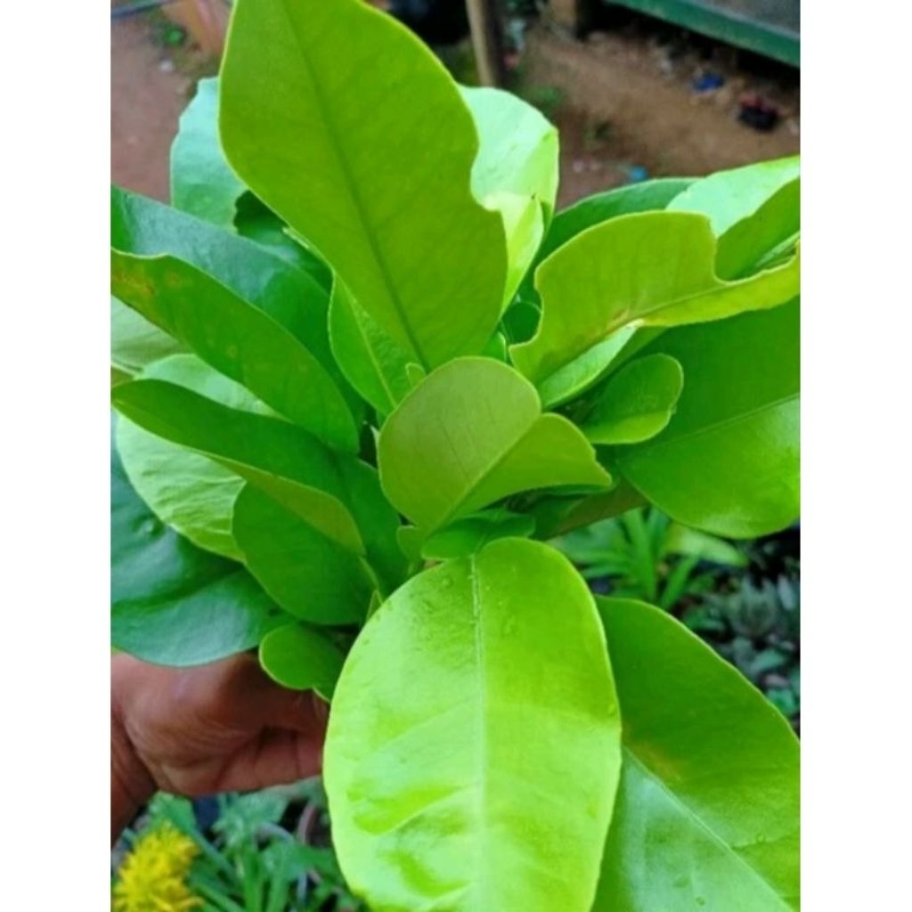 

DAUN JERUK BALI FRSHH 1KG HERBAL PROMO MINGGU INI