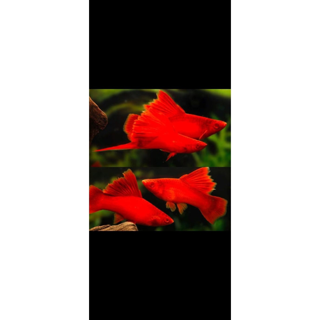 hiasan aquarium platy bloodred spsng siap breed