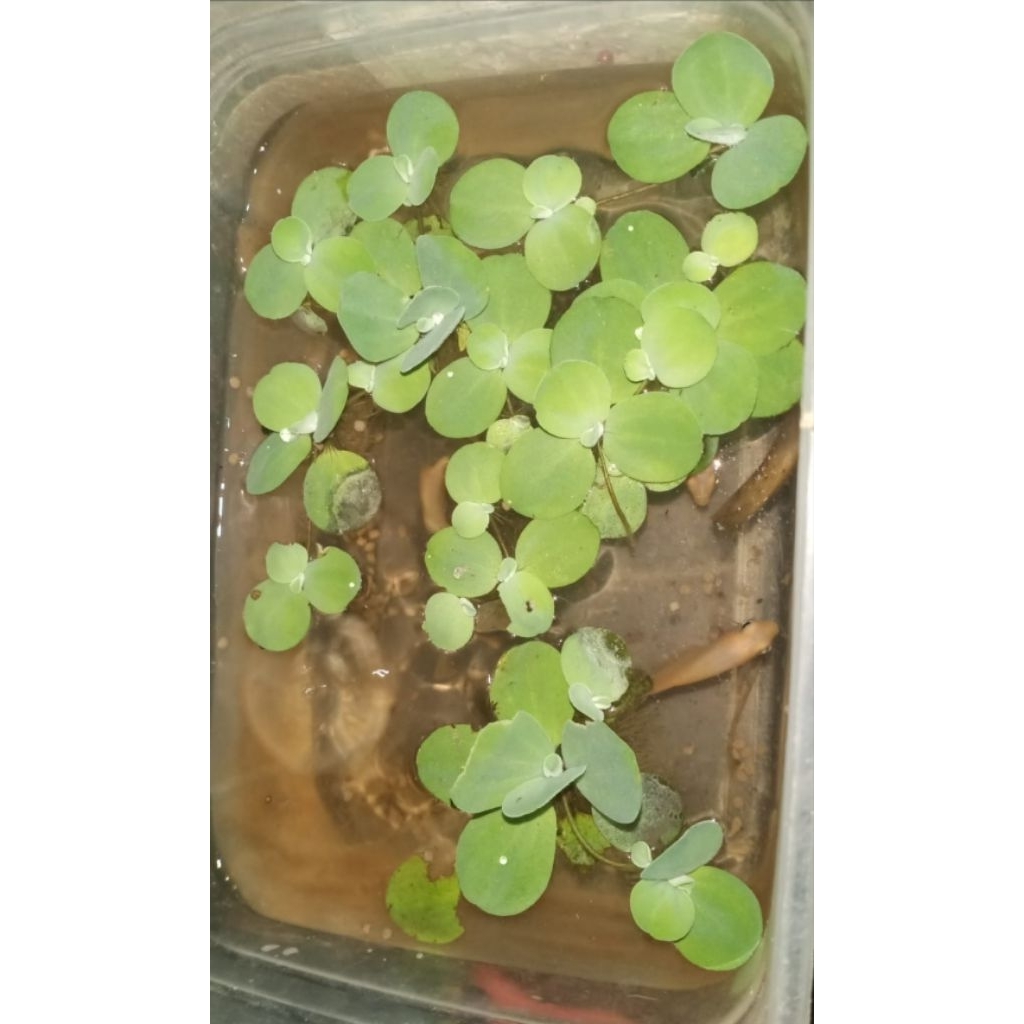 

apu apu segar kan ikan sehat