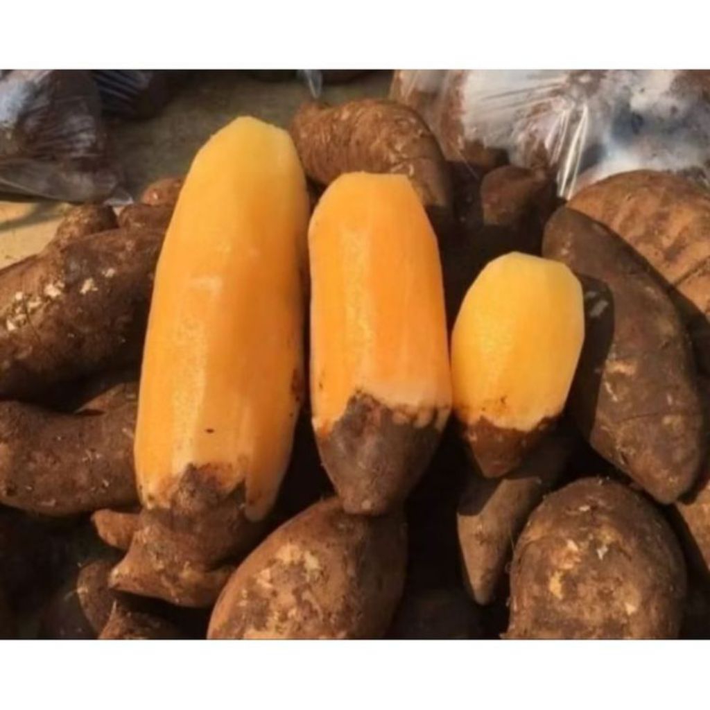 

ubi yakon butiran dan 1kg |ubi mentah bisa dimakan langsung