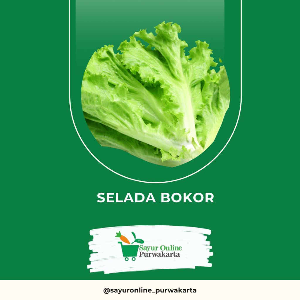 

Selada Bokor - Sayur Online Purwakarta