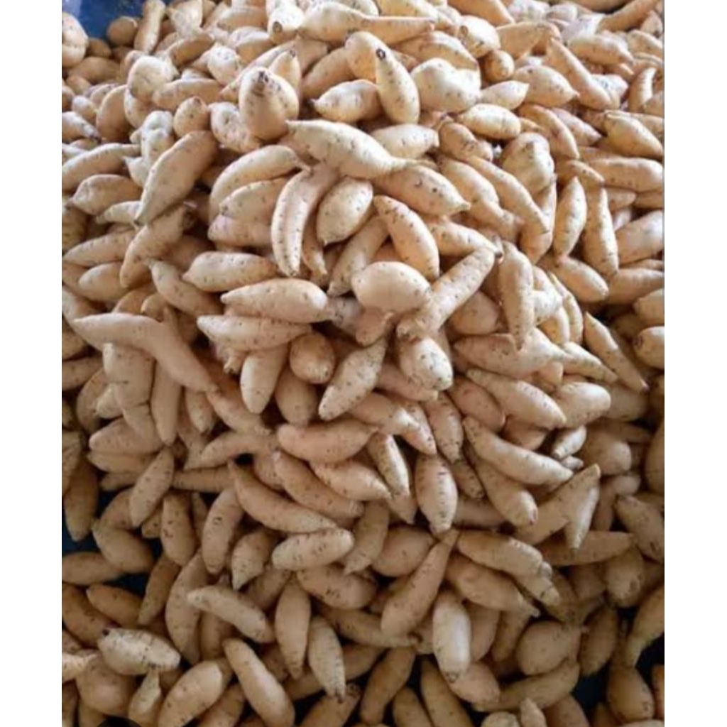 

ubi Cilembu campur sedang kecil 1 kg mentah di jamin mantap