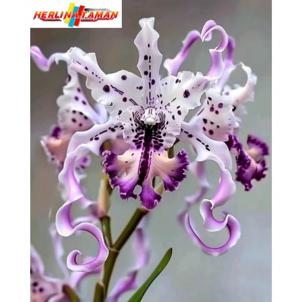 Terlaris Anggrek Dendrobium Import Purple Spider - Anggrek Dendrobium Dewasa - Anggrek Bunga Hidup
