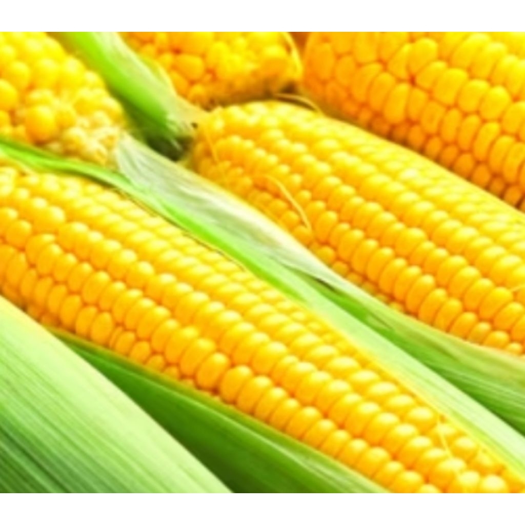 Bibit Jagung Manis Super