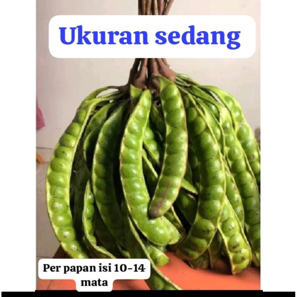 

Pete tua ukuran sedang per ikat=10 lonjor/buah. Petai murah 1 ikat Lumajang. Pete sedang per ikat.