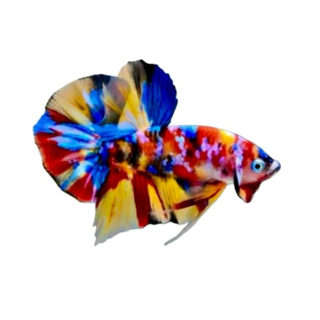 cupang plakat multicolor bahan