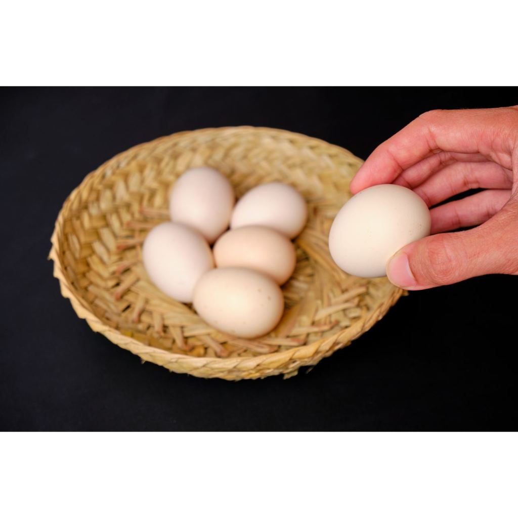 

Telur Ayam Kampung / Telur Ayam Kampung Asli / Telur Jawa / Endog Jowo / Ndog Jowo / telur ayam / telur jamu / telur ORI Jawa / endok pitik / telur / egg / original / telur KUB / telur / telur fresh / telur jamu / telur