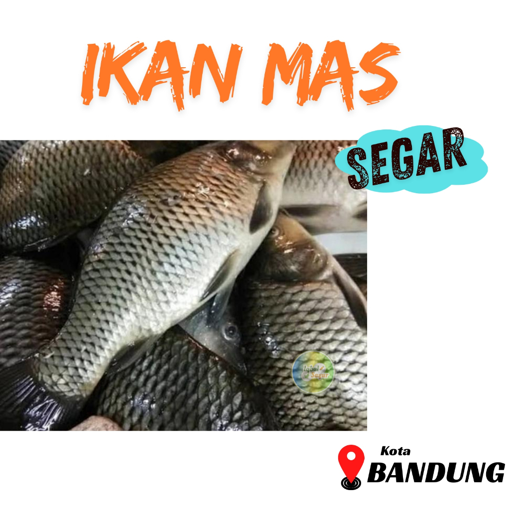 

Ikan Mas 1 Kg Khusus Order Malam pengiriman Besok Pagi Bandung