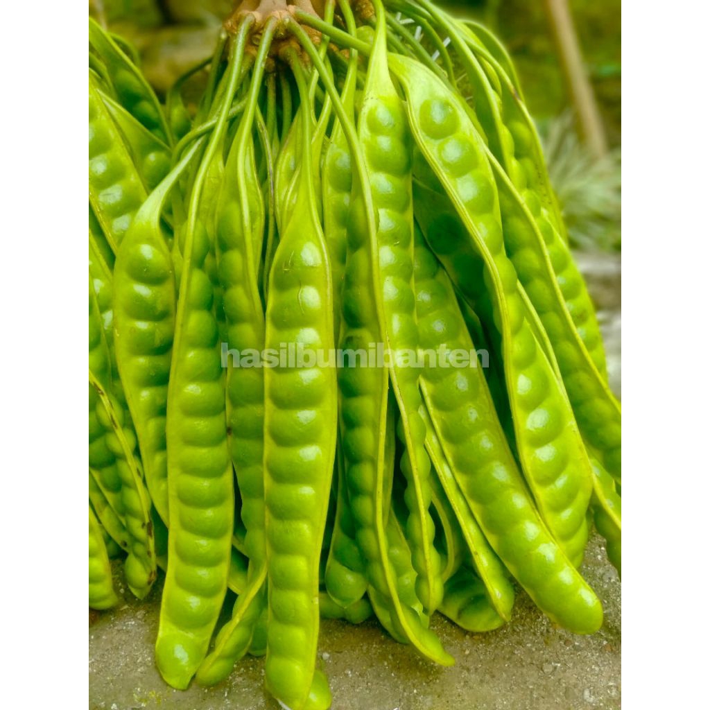 

PETE PETAI TUA SUPER ISI 40 LONJOR