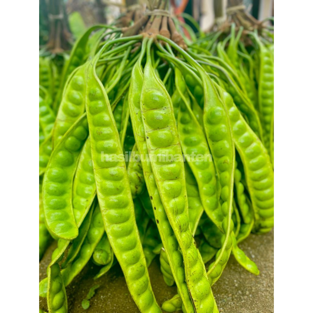 

PETE PETAI TUA FRESH ISI 50 PAPAN LONJOR