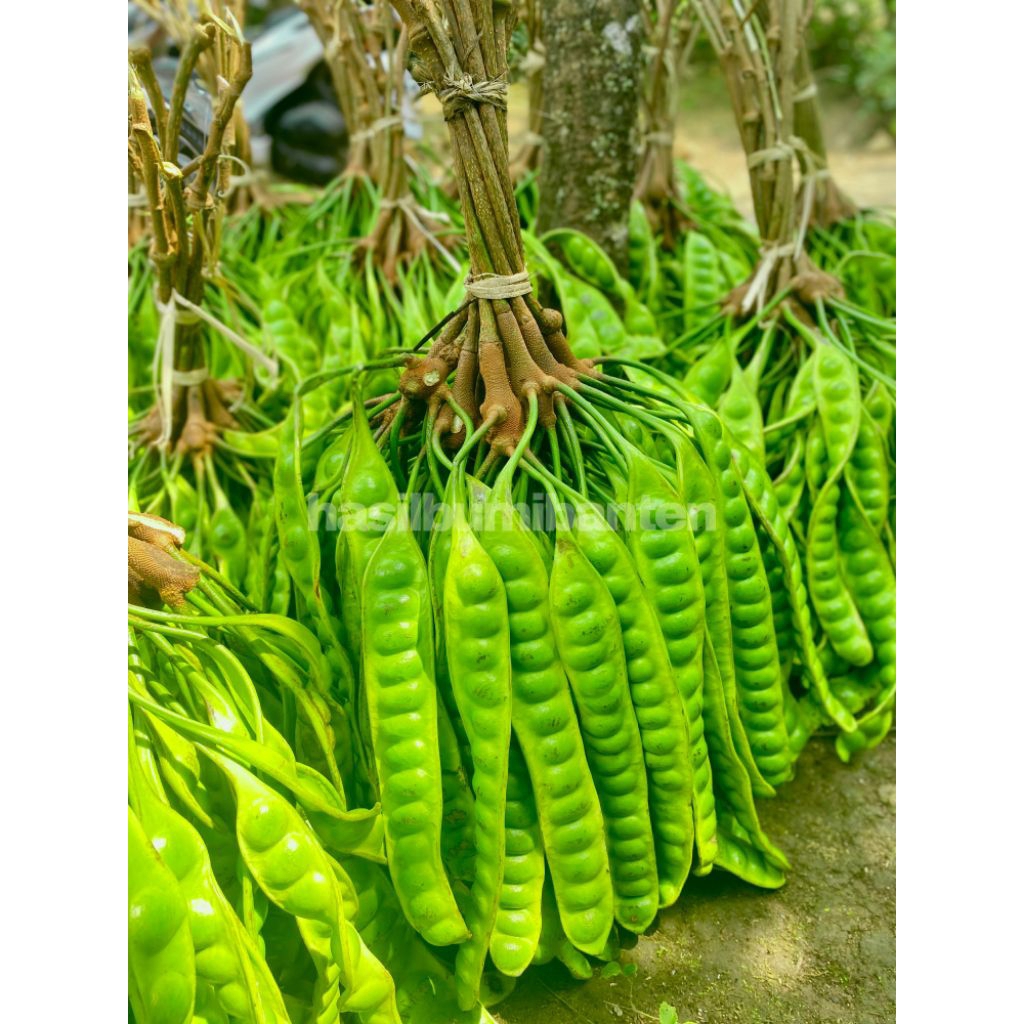 

PETE PETAI TUA FRESH ISI 100 PAPAN LONJOR