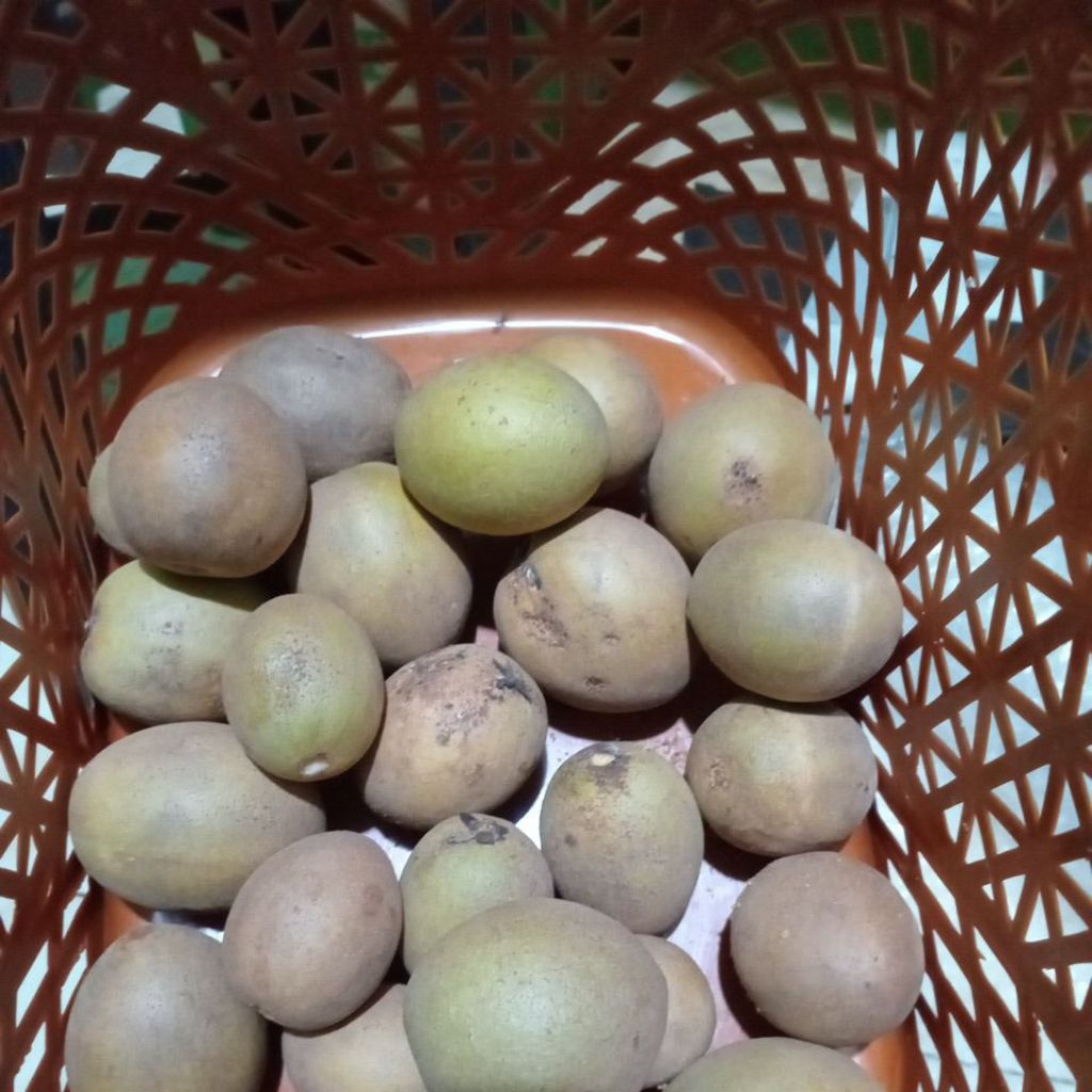 

Buah Sawo 1 Kg