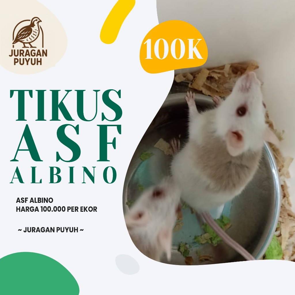 Ready Tikus ASF Albino / African Soft Fur
