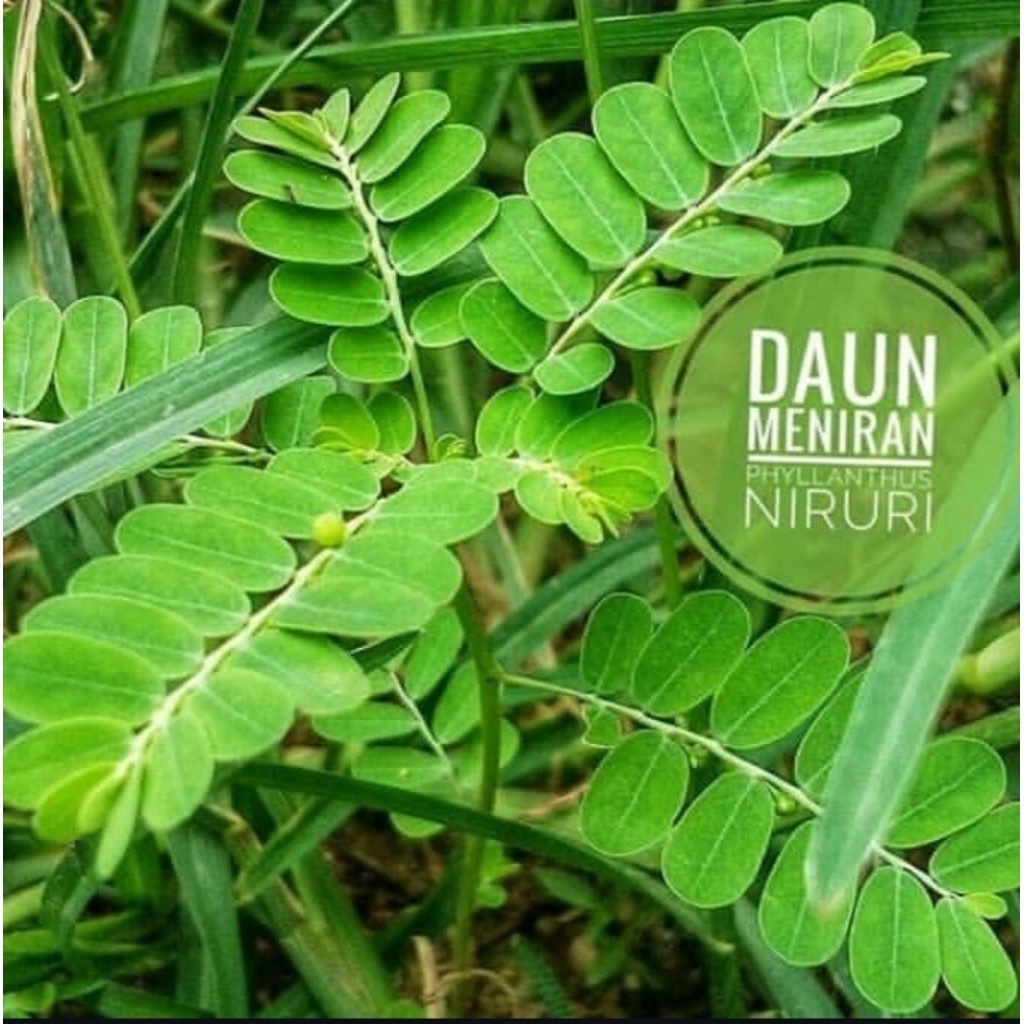 

Daun meniran segar 500 gr (Di petik dadakan)