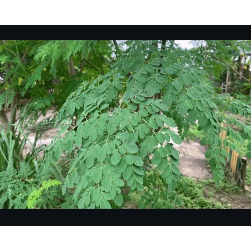 

Daun kelor segar 500 gr (di petik dadakan)