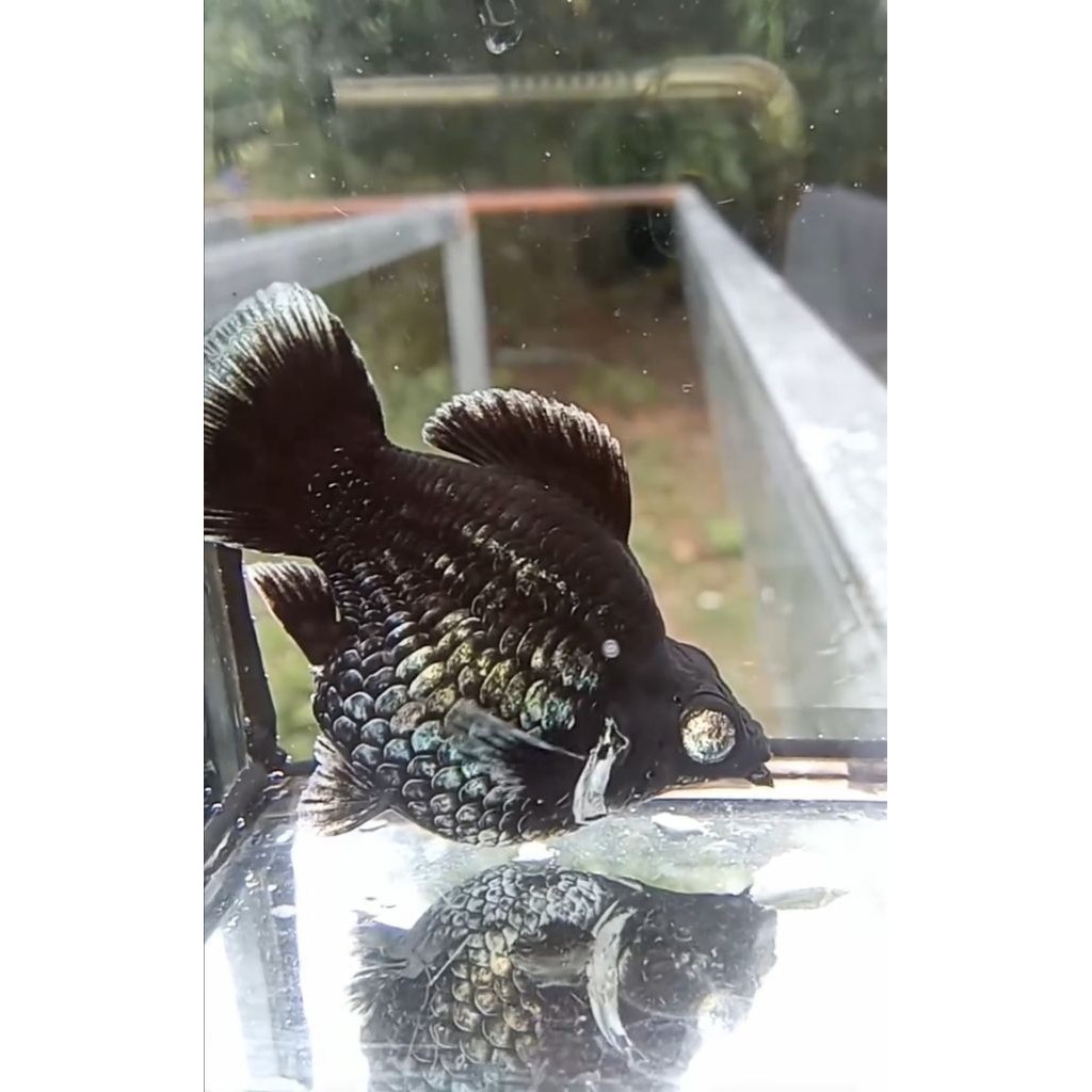 molly ballon blue elektrik crystal eye usia muda roundtail / lyrtail