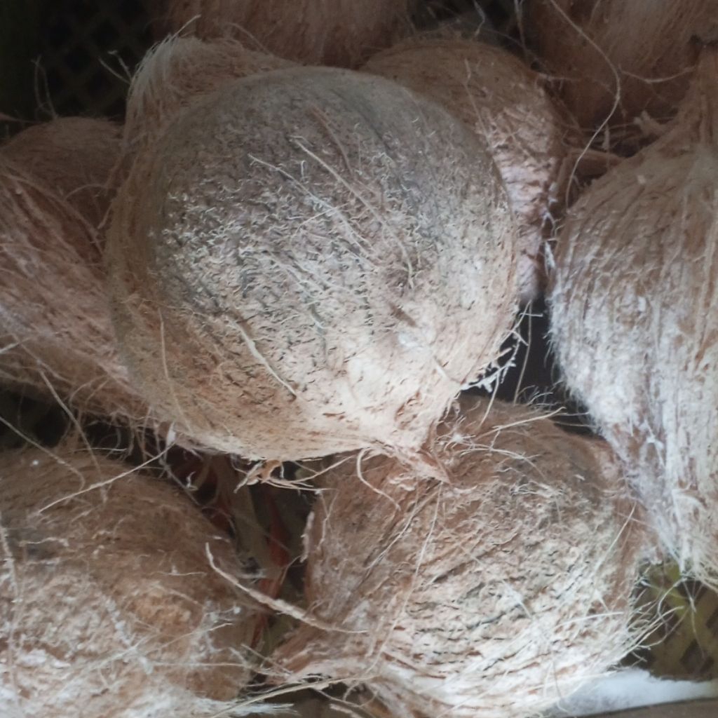 

Kelapa Tua Bahan Santan Ukuran Sedang