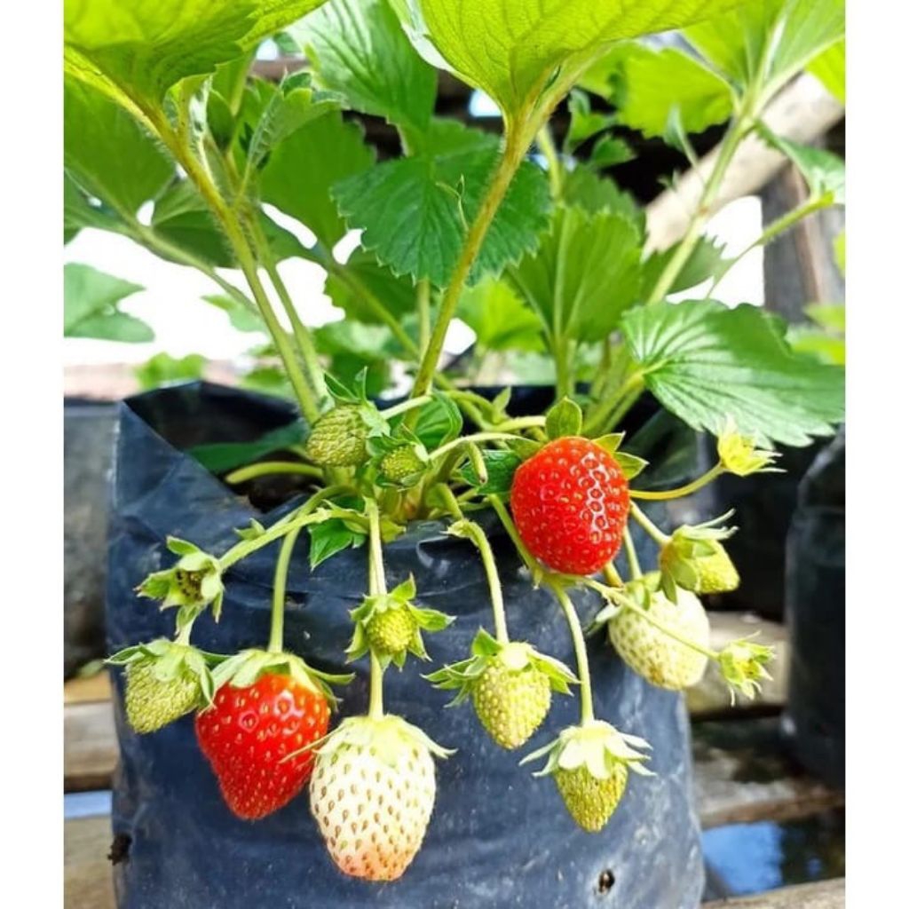 

Pohon Strawberry California| Berbuah Jumbo Manis Beli 3 gratis 1