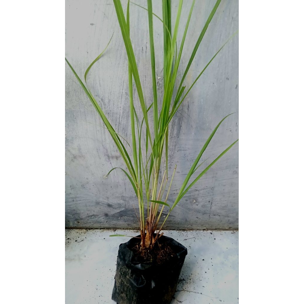 

Bibit sereh putih herbal siap tanam