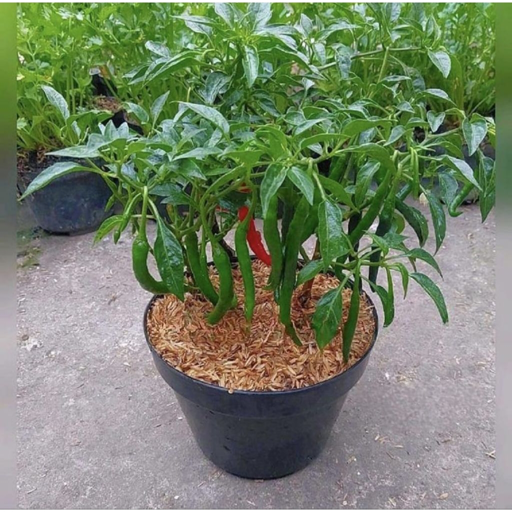 Pohon Cabai Kriting Bibit Tanaman Pohon Cabai Keriting