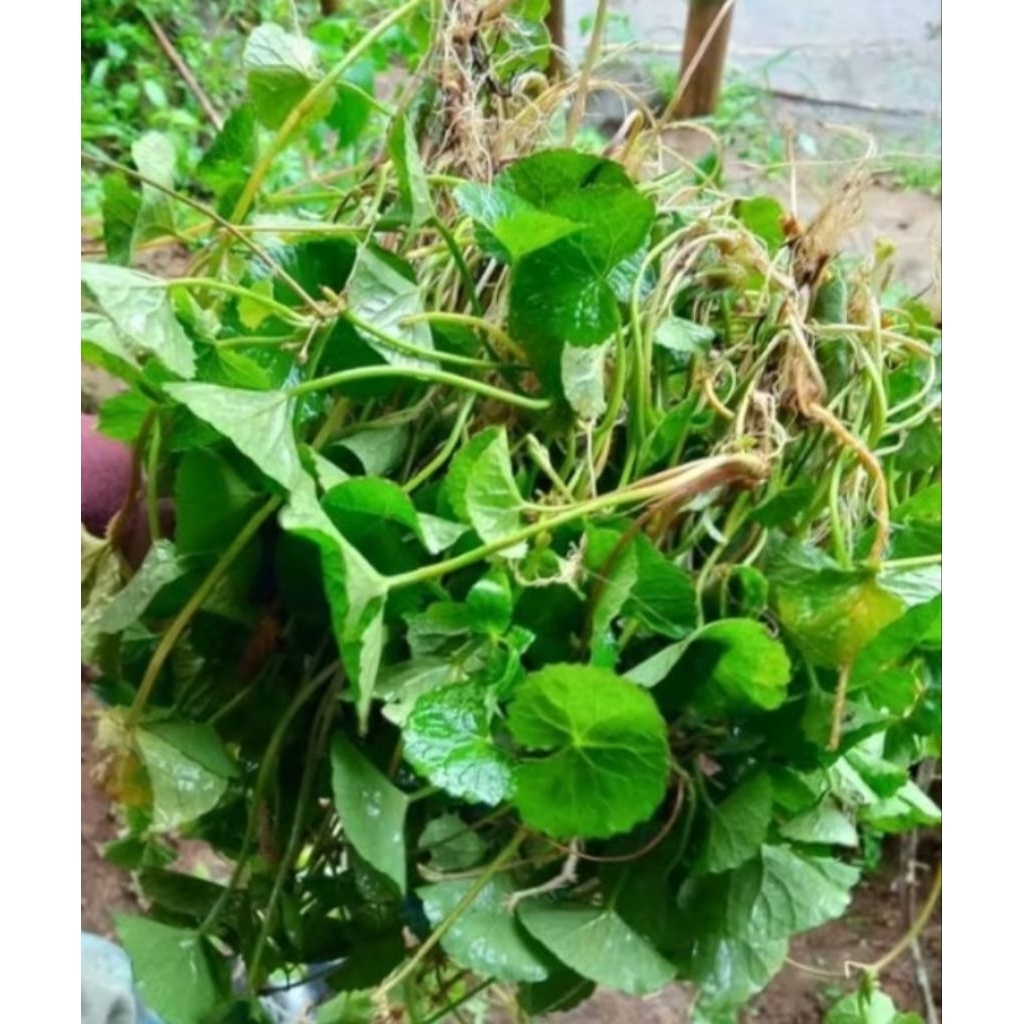 

Promo jual pegagan segar Petik Langsung 500 gram