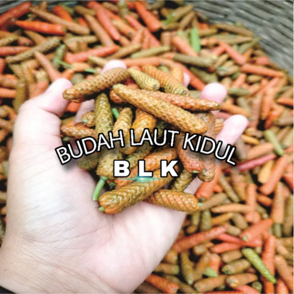 

Cabai Rambat Mateng | cabai Jawa Mateng | 1 pcs = 250
