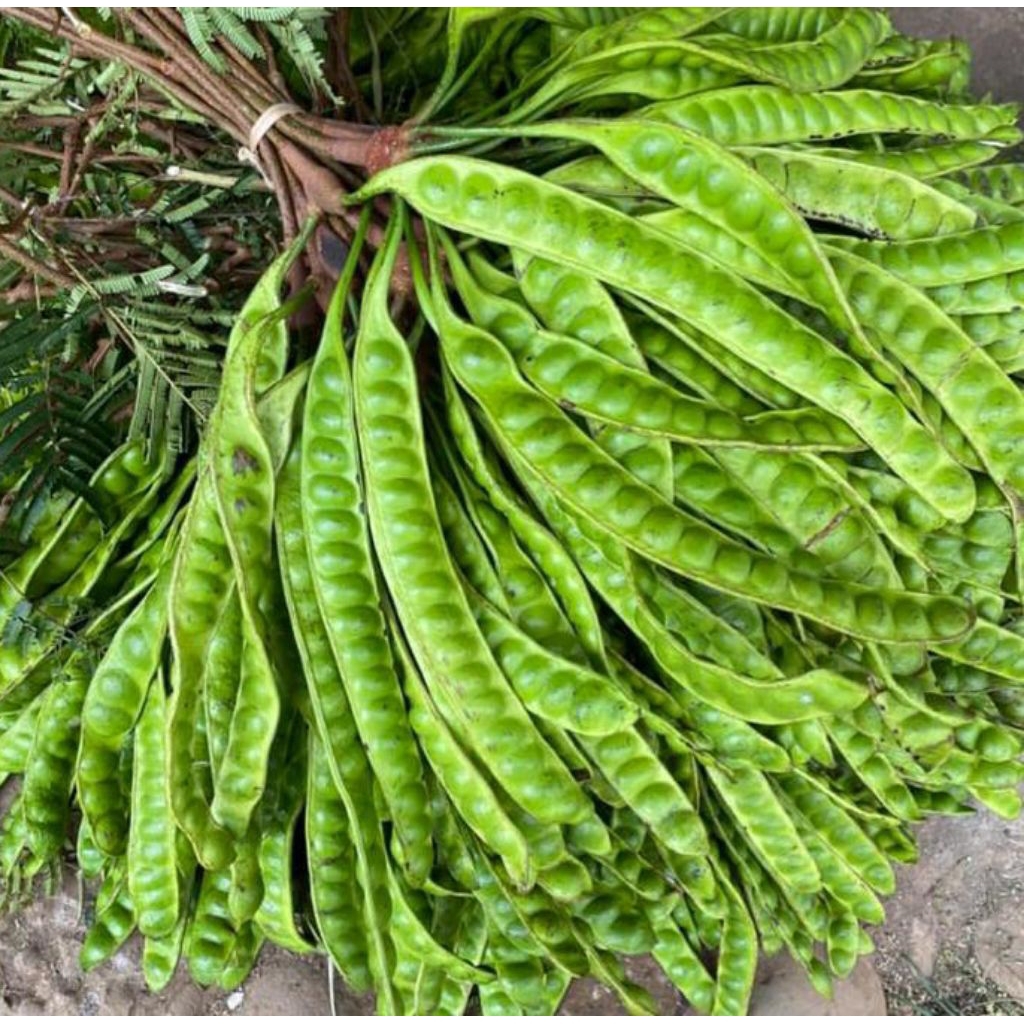 

Pete Tua 1 Ikat 10 (Papan) Asli Lumajang 10 Papan