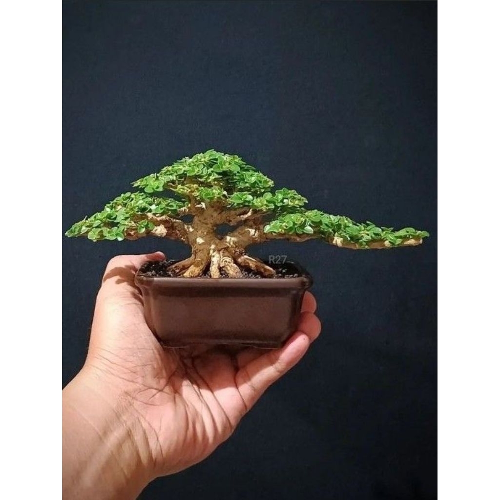 Link live bonsai 1 kg kode harga Sancang murbei sianci kimeng asem mame small bugenvil Bougenville s