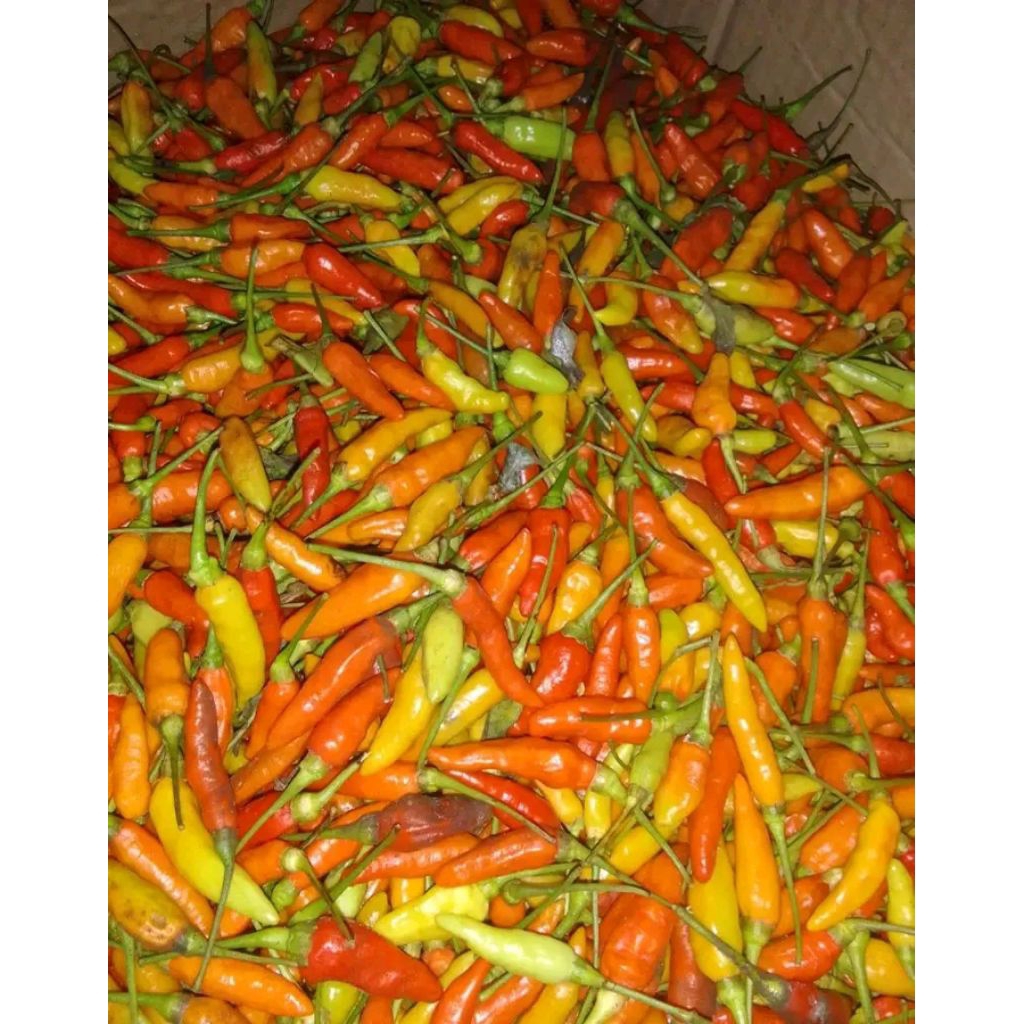

cabe segar 1kg langsung dari kebun