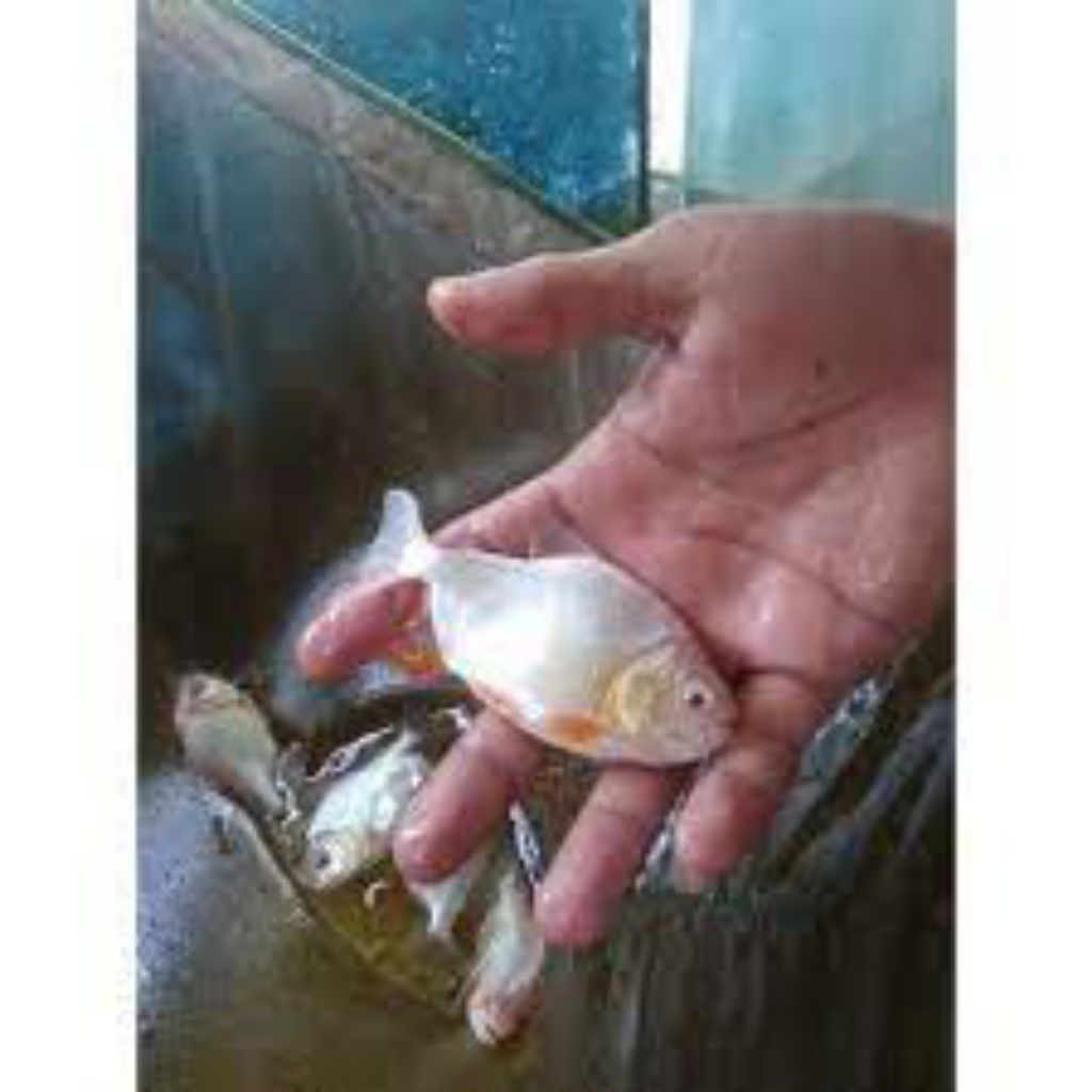 Hiasan Aquarium Bawal Albino