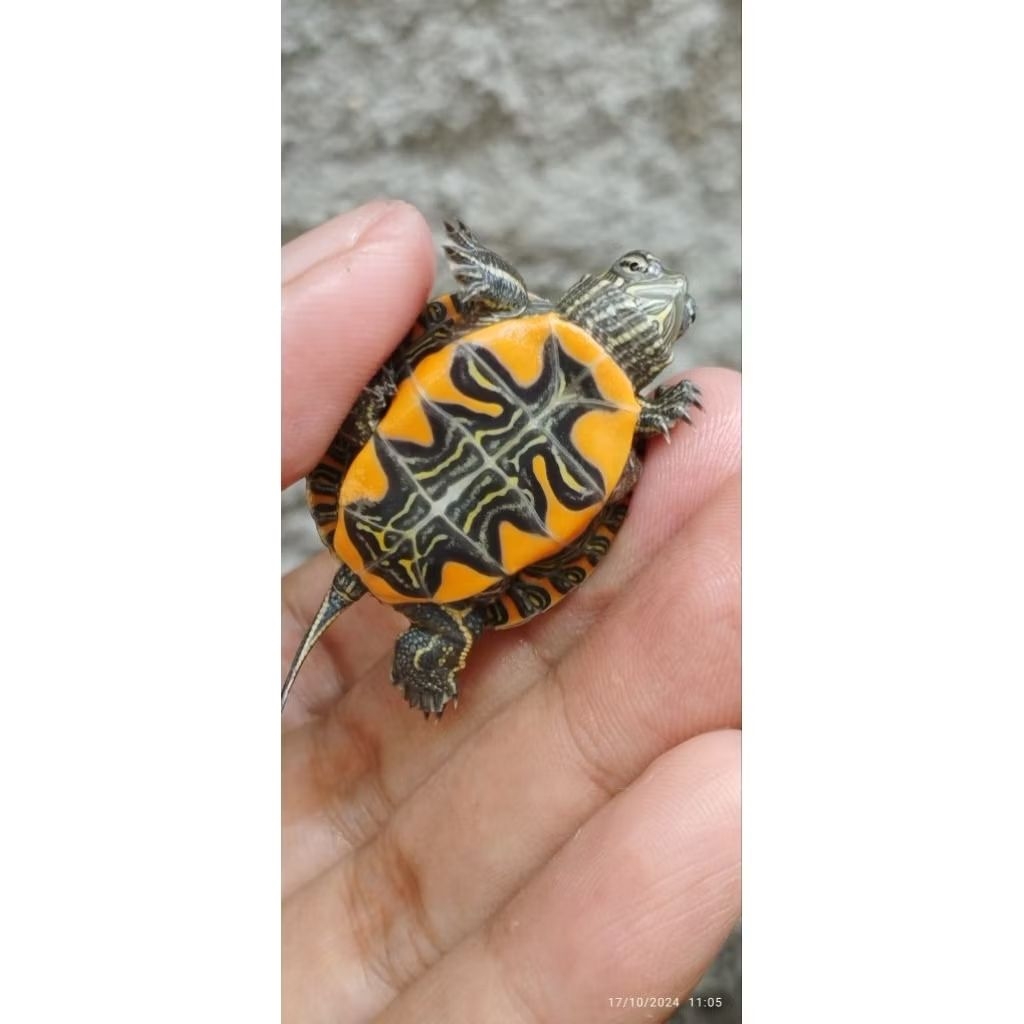 Picta Belly | Picta Picta | Picta Dorsalis