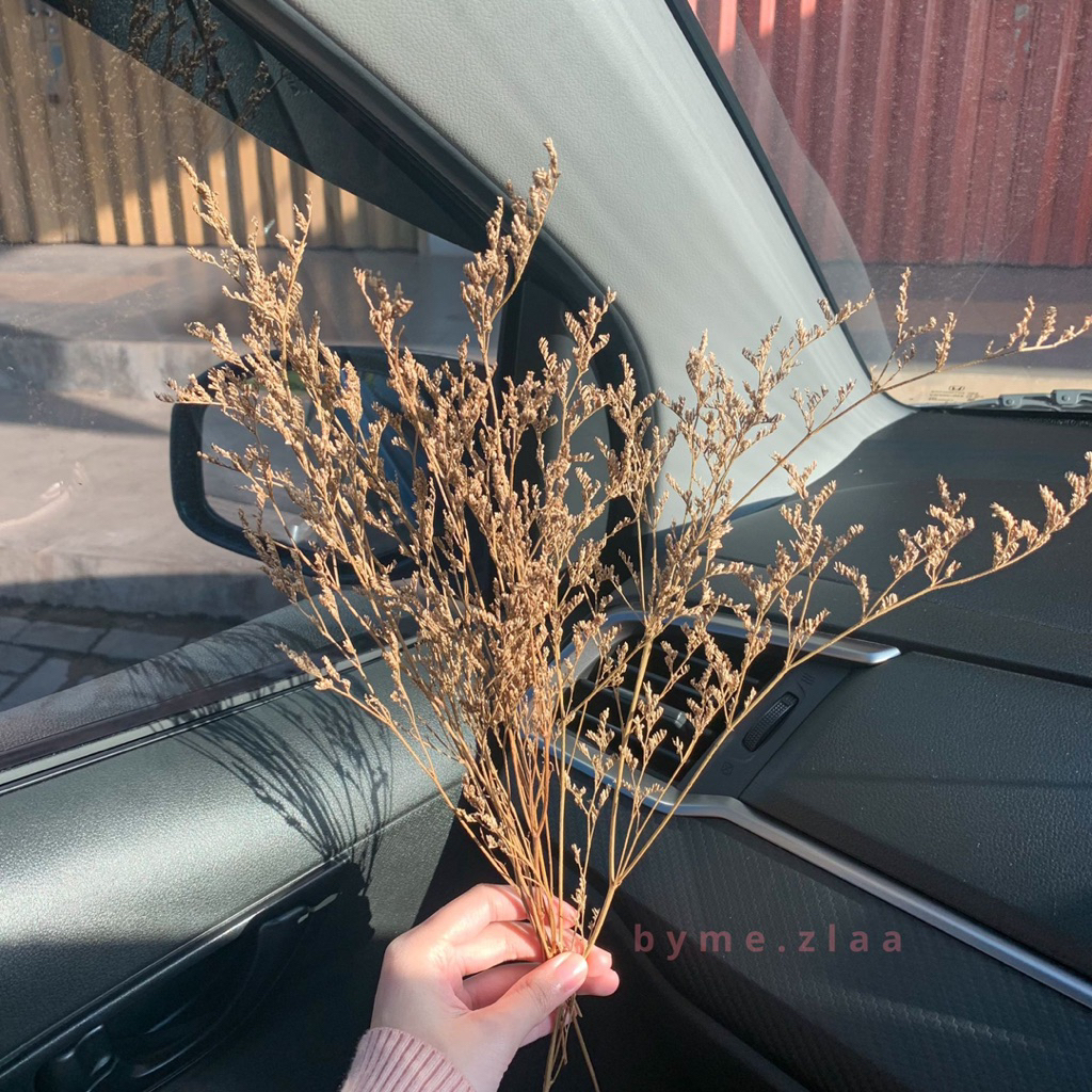 Preserved Caspea - Bunga Kering Caspea - Caspea Flower - Hiasan Bunga Kering - Dekorasi Bunga