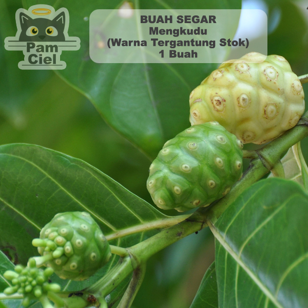 

Buah Mengkudu 1 pcs fresh tanpa pestisida BUAH MENGKUDU/PACE,HERBALALAMI,HIPERTENSI DIABETES
