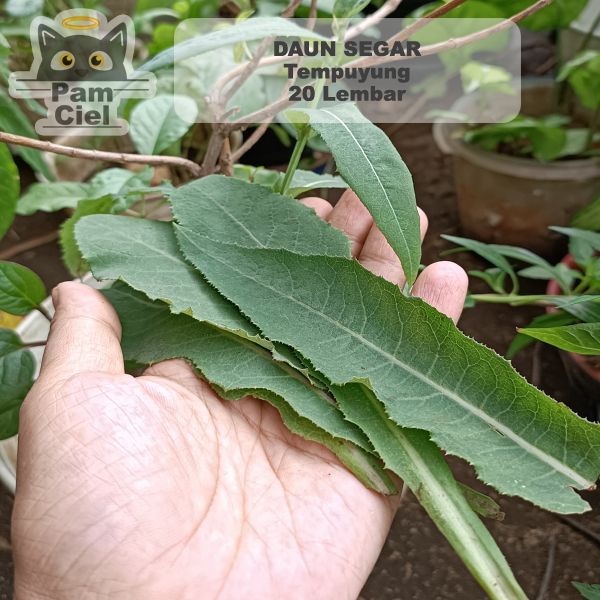 

Daun Segar Tempuyung Lembaran 20 Lembar