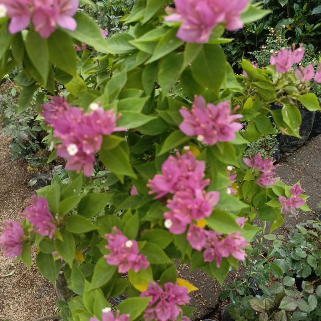 bougenville Singapore