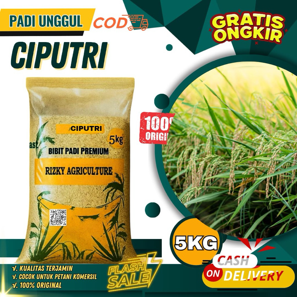 BENIH PADI PREMIUM BIBIT PADI PREMIUM CIPUTRI ( CIHERANG MALAI PANJANG) 5KG